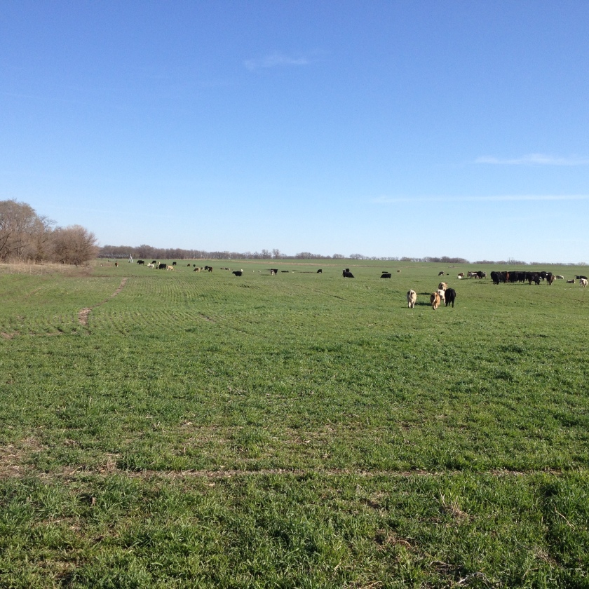 cows grazing cereal rye at Rodney Wiese's